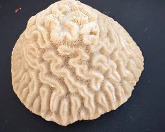 Natural Brain Coral Specimen