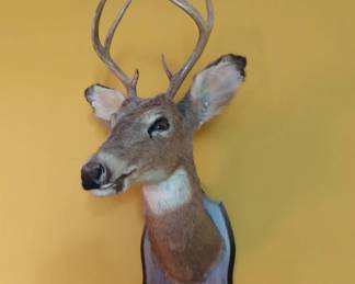Taxidermy Deer