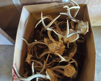 Box Full of Deer Antlers