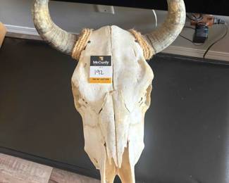 Cow Skull