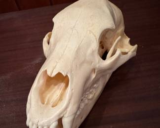 Black Bear Skull Specimen