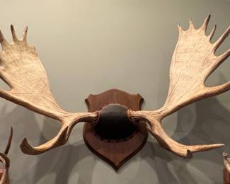 Alaskan Moose Antler Wall Mount