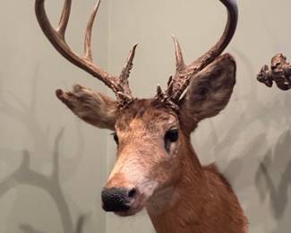 Whitetail Deer Shoulder Mount Taxidermy