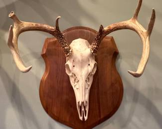 Whitetail Deer Antler European Mount
