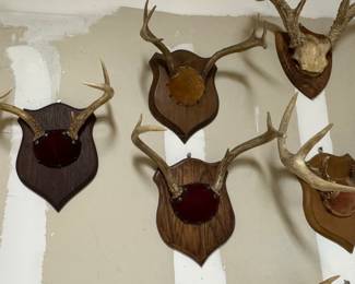 Collection of Vintage Whitetail Deer Antler Mounts and Sheds