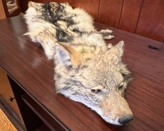 Coyote Taxidermy Rug