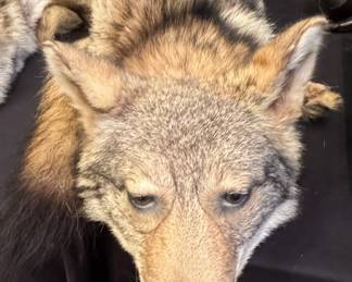 Taxidermy Coyote Hide / Pelt