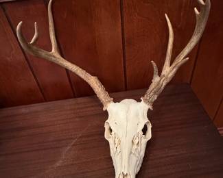 Whitetail Deer Antler European Mount
