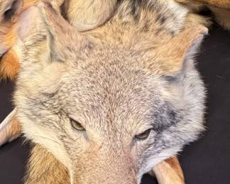Taxidermy Coyote and Fox Pelts