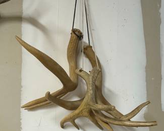 Collection of Vintage Whitetail Deer Antler Mounts and Sheds