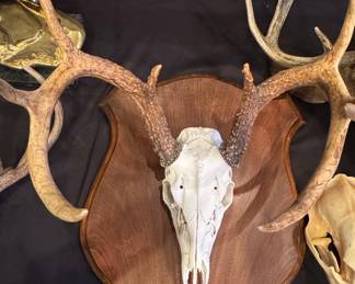 Whitetail Deer European Mount on Wooden Plaque