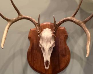 European Mount Elk Antler Display