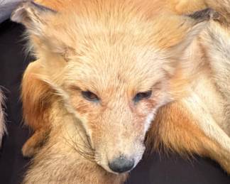 Vintage Red Fox Fur Soft Mount Taxidermy