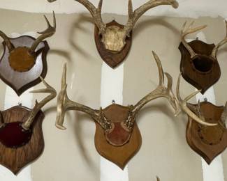 Collection of Vintage Whitetail Deer Antler Mounts and Sheds
