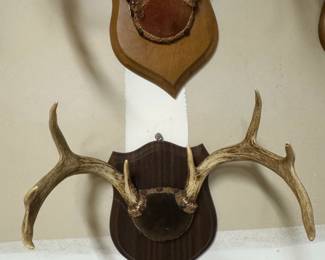 Collection of Vintage Whitetail Deer Antler Mounts and Sheds