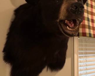 Black Bear Shoulder Taxidermy Mount