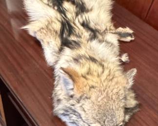 Coyote Taxidermy Rug