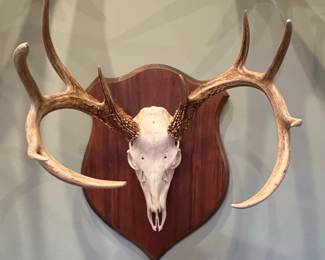 Whitetail Deer Antler European Mount