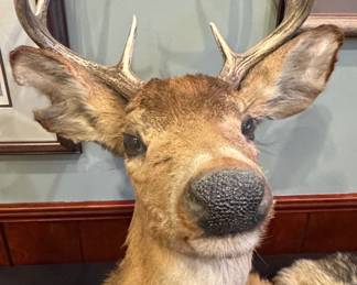 Whitetail Deer Shoulder Mount Taxidermy
