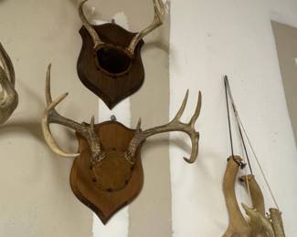 Collection of Vintage Whitetail Deer Antler Mounts and Sheds