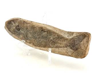 Early Cretaceous Period Fossilized Fish