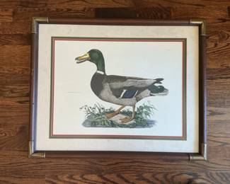 Common Male Duck