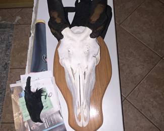Taxidermist heads..4 or five different ones