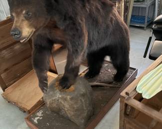 Full-size taxidermy black bear mounted on a rock base. A true showpiece.