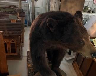 Full-size taxidermy black bear mounted on a rock base. A true showpiece.