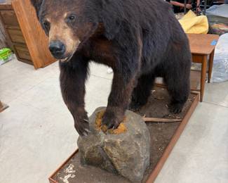 Full-size taxidermy black bear mounted on a rock base. A true showpiece.