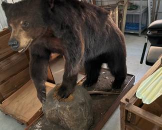 Full-size taxidermy black bear mounted on a rock base. A true showpiece.