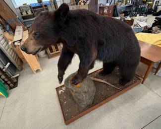Full-size taxidermy black bear mounted on a rock base. A true showpiece.