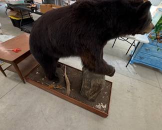 Full-size taxidermy black bear mounted on a rock base. A true showpiece.