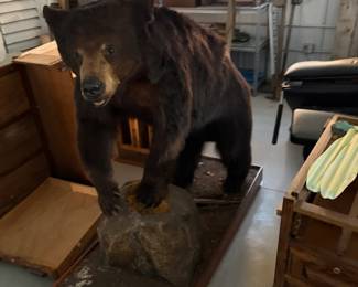 Full-size taxidermy black bear mounted on a rock base. A true showpiece.