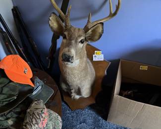 mounted buck head