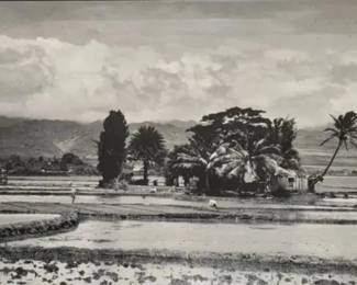 BCD025 - Framed Photography of 1920s Rice Field