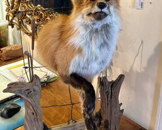 Taxidermy Red Fox