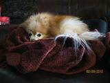 Miss Honey is NOT a morning person (dog) !