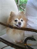 Miss Honey trying to scoot "Daddy" out of his chair and take over