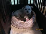 Here's Lucky !!  He has decided that he likes Honey's pink bed !