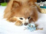 Miss Honey likes this flower brooch