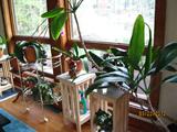 Orchids and Christmas cacti for sale