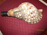 Unusual Titan Shell horn from Hawaii