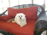Lucky is showing he can pose too !