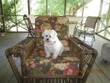 Lucky is showing he can pose too ! Honey has been training him.....