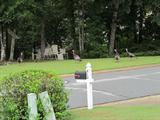 Wild turkey in yard in Peachtree City houser
