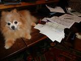 Honey helping Mommie do her bookkeeping.
