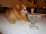 Miss Honey having her afternoon refreshment.