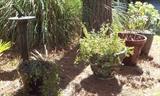 OUTDOOR PLANTS IN POTS