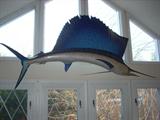 mounted sail fish - excellent!